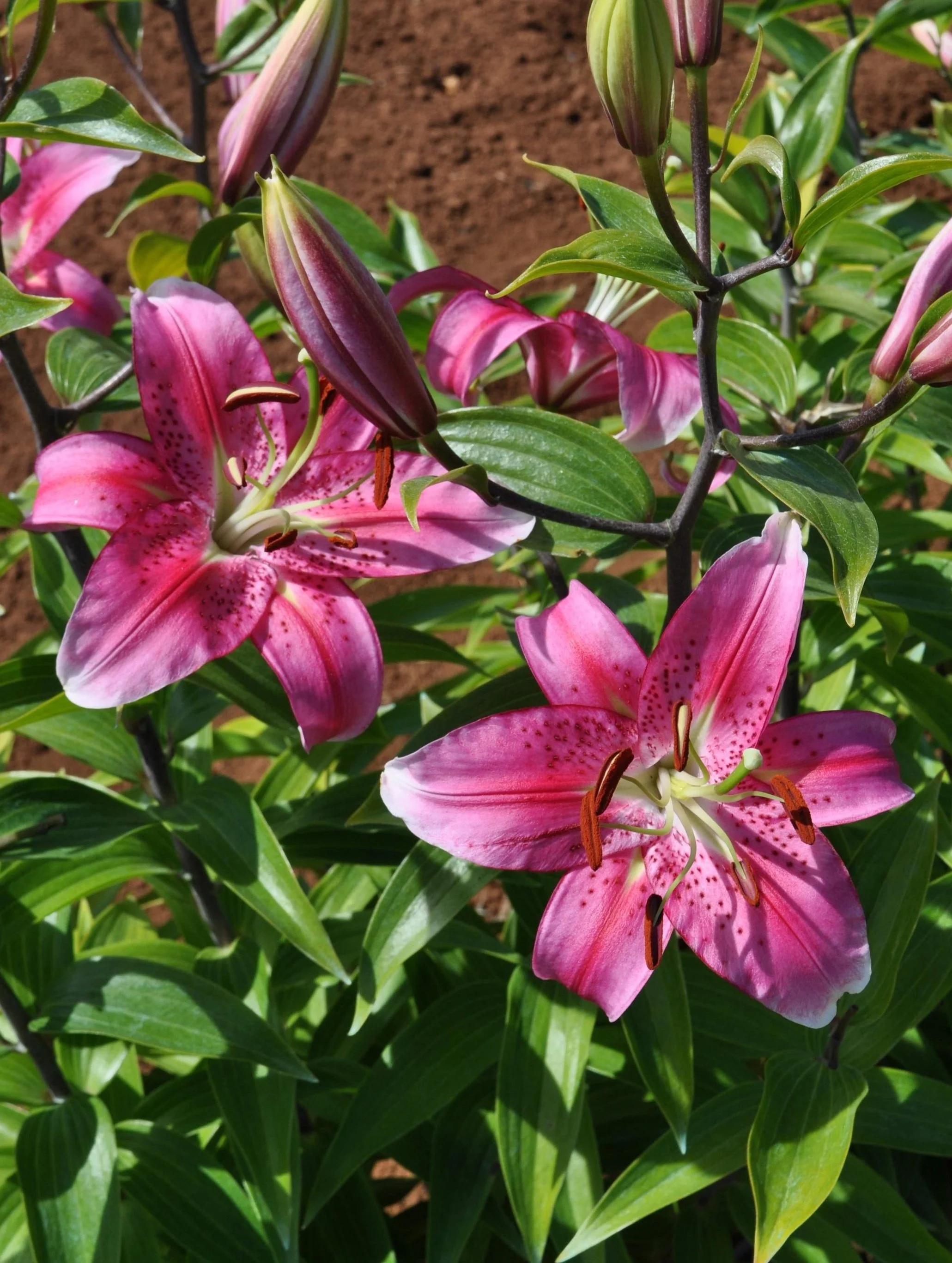 Lilium 'City of Yokohama' (Mak Leek) - Omnia Botanica
